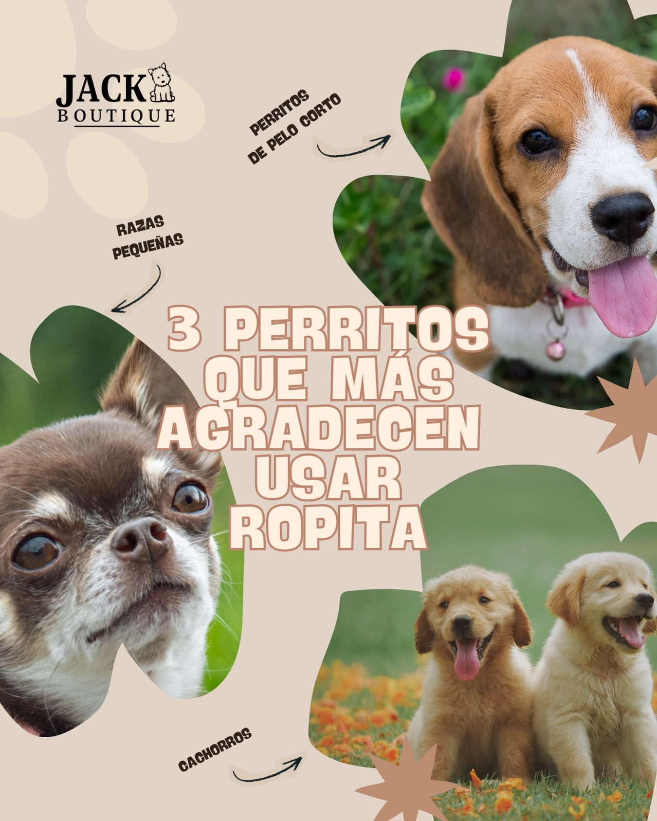 Publicación de Jack Boutique con consejos de ropa para perros